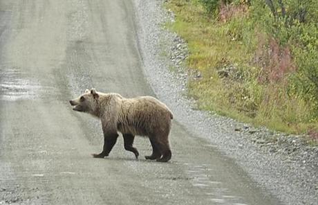 A bear was spotted on the road inside Denali National Park and Preserve.
